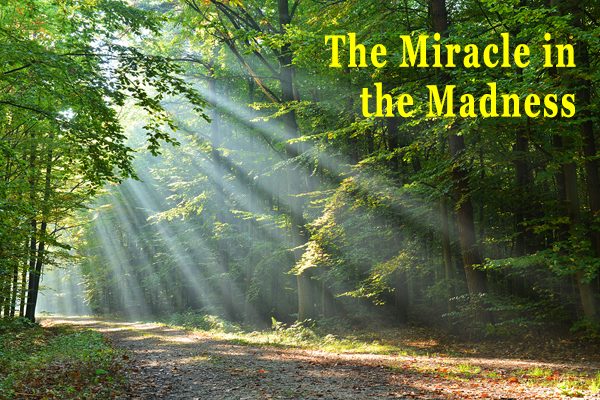 Forest Miracle in the Madness