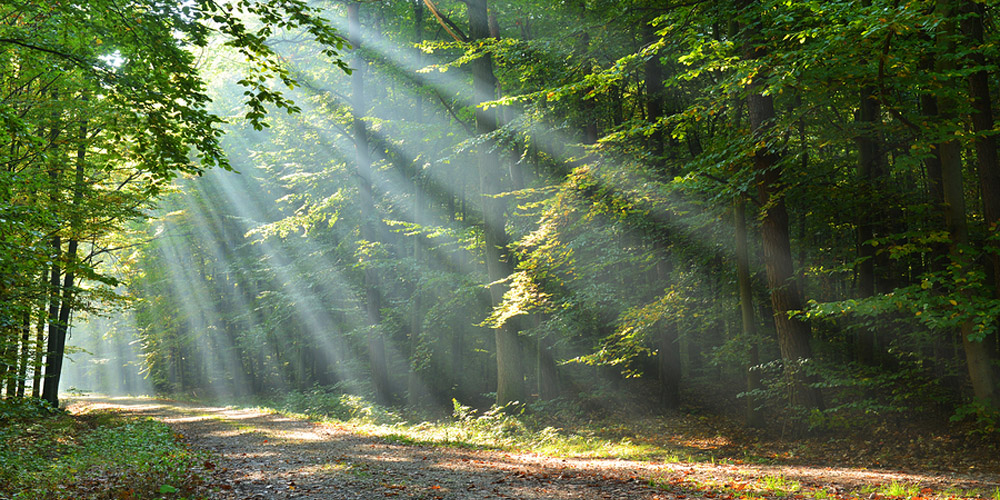 Forest Forest